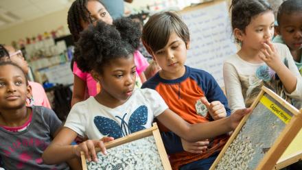 Diverse group of kids learning about bees and honey in elementary classroom